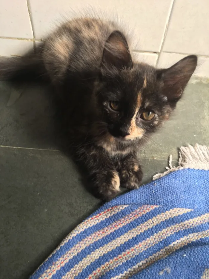 Gato ra a sem raça definida idade 2 a 6 meses nome Selina Kyle