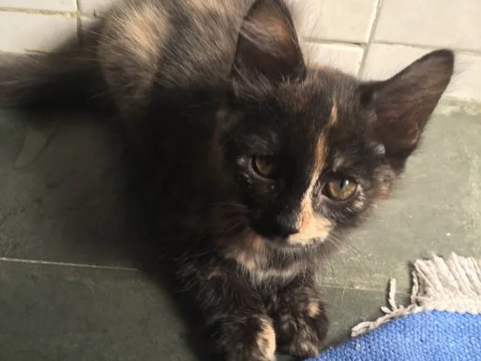 Gato ra a sem raça definida idade 2 a 6 meses nome Selina Kyle