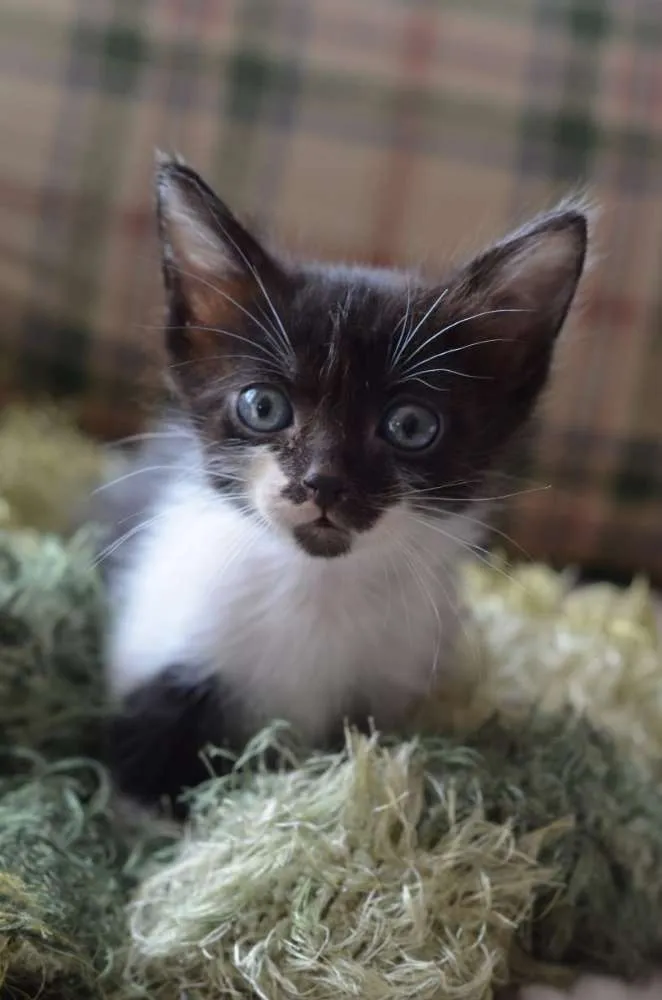 Gato ra a  idade Abaixo de 2 meses nome Filhotes Monique