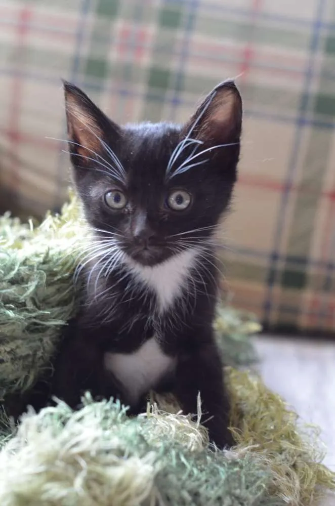 Gato ra a  idade Abaixo de 2 meses nome Filhotes Monique