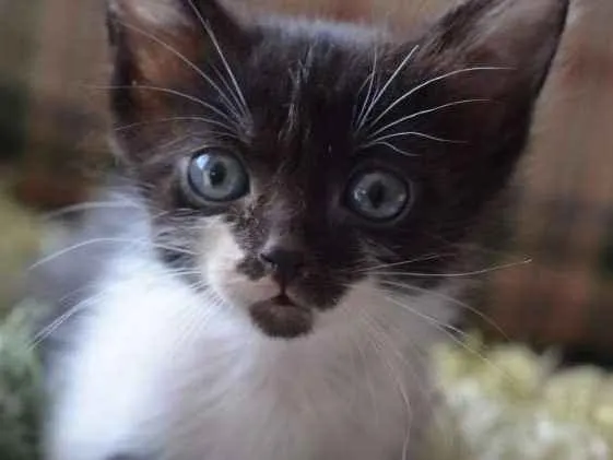 Gato ra a  idade Abaixo de 2 meses nome Filhotes Monique