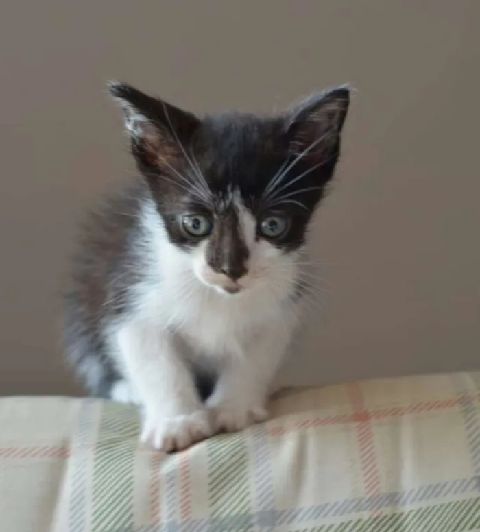 Gato ra a  idade Abaixo de 2 meses nome Filhotes Monique