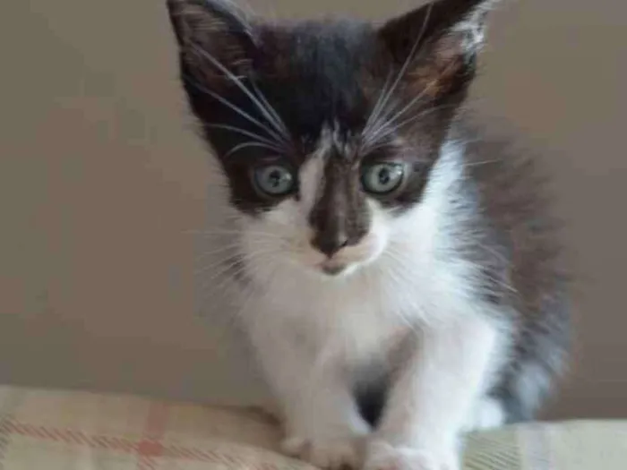 Gato ra a  idade Abaixo de 2 meses nome Filhotes Monique