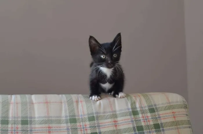 Gato ra a  idade Abaixo de 2 meses nome Filhotes Monique