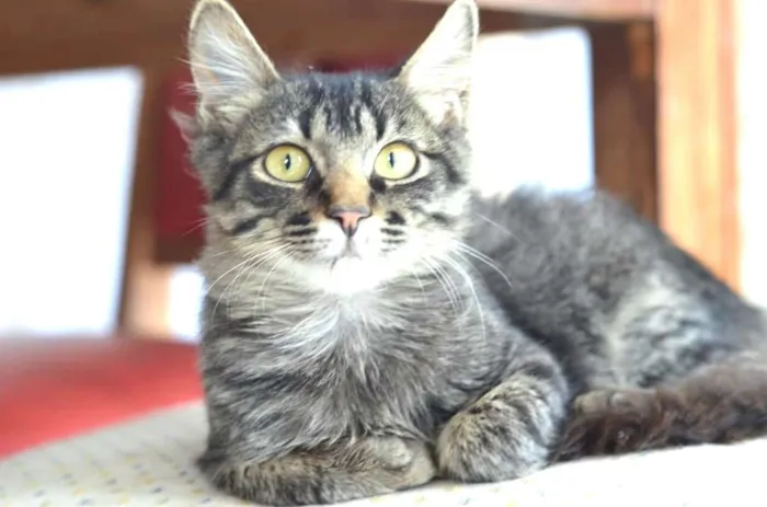Gato ra a  idade 2 a 6 meses nome Harry 