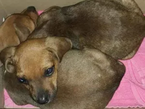 Cachorro raça Sem raça definida  idade 2 a 6 meses nome Berenice e Flash 