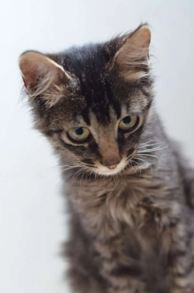 Gato ra a  idade 2 a 6 meses nome Harry 