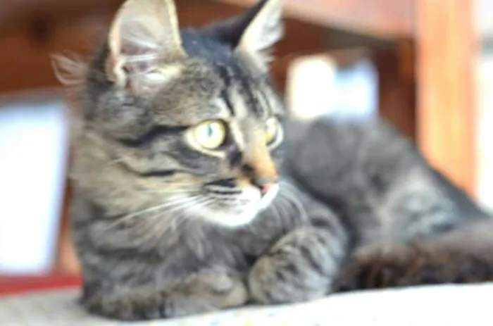 Gato ra a  idade 2 a 6 meses nome Harry 