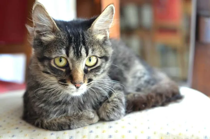 Gato ra a  idade 2 a 6 meses nome Harry 