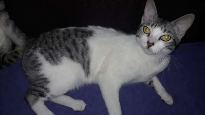 Gato raça srd idade 7 a 11 meses nome Doroty