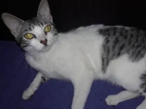 Gato raça srd idade 7 a 11 meses nome Doroty