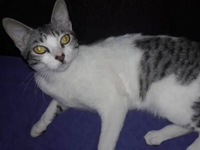 Gato raça srd idade 7 a 11 meses nome Doroty