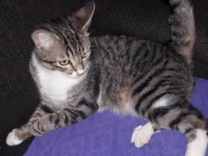 Gato raça srd idade 7 a 11 meses nome Alice