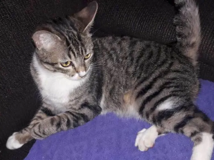 Gato raça srd idade 7 a 11 meses nome Alice