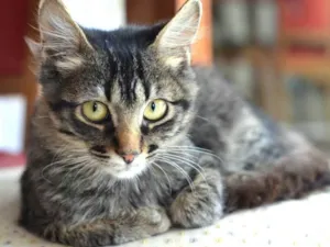 Gato raça  idade 2 a 6 meses nome Harry 