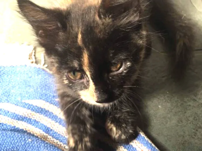 Gato ra a sem raça definida idade 2 a 6 meses nome Selina Kyle