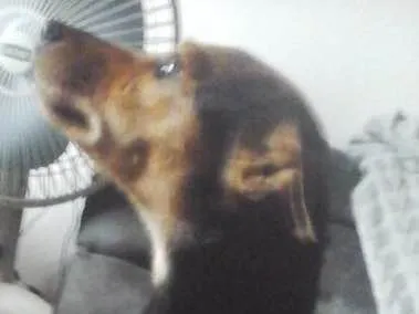 Cachorro ra a Pincher com salsicha  idade 2 anos nome Mel