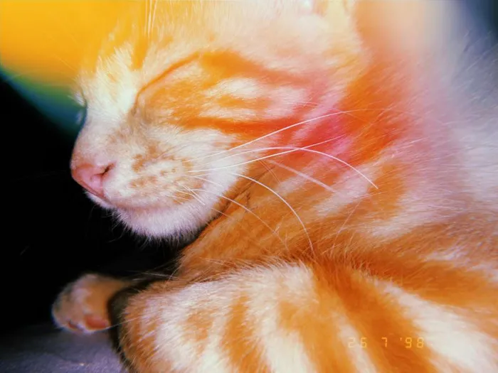Gato ra a  idade 7 a 11 meses nome Bred