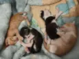 Filhotes De gatos