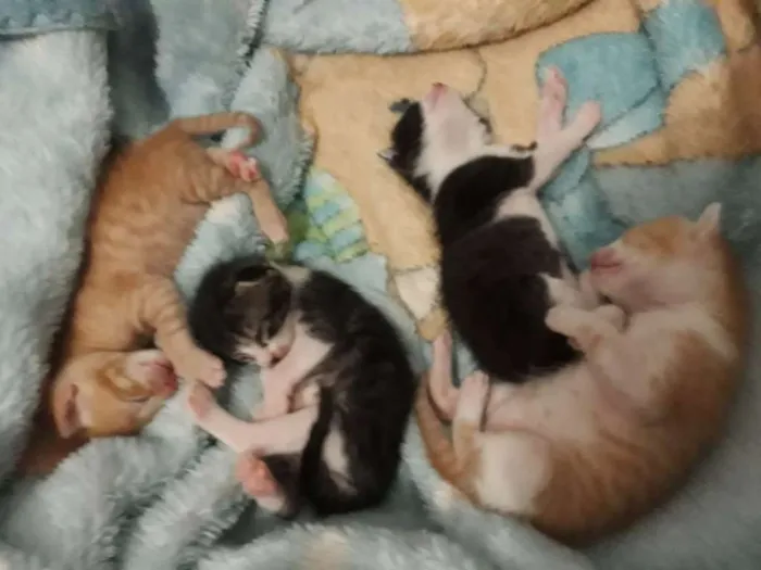 Gato raça Virá lata  idade Abaixo de 2 meses nome Filhotes De gatos
