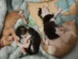 Filhotes De gatos