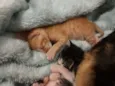 Filhotes De gatos