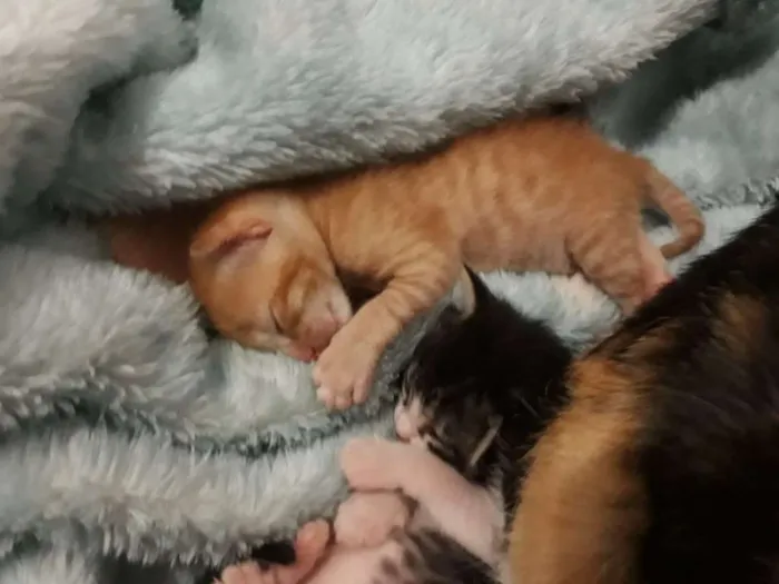 Gato raça Virá lata  idade Abaixo de 2 meses nome Filhotes De gatos