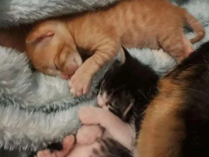 Gato raça Virá lata  idade Abaixo de 2 meses nome Filhotes De gatos