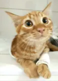 Luizinho e Huguinho 