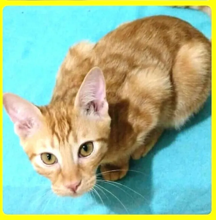 Gato ra a  idade 2 a 6 meses nome Luizinho e Huguinho 