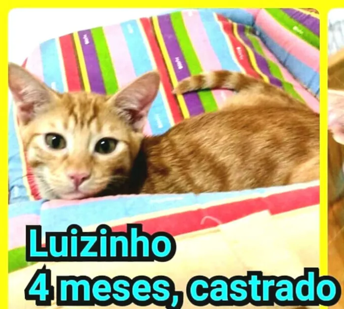 Gato ra a  idade 2 a 6 meses nome Luizinho e Huguinho 