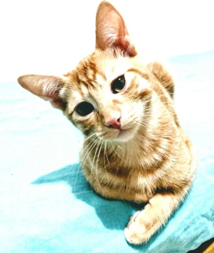 Gato ra a  idade 2 a 6 meses nome Luizinho e Huguinho 