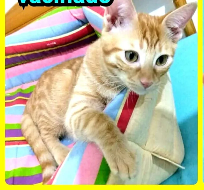 Gato ra a  idade 2 a 6 meses nome Luizinho e Huguinho 
