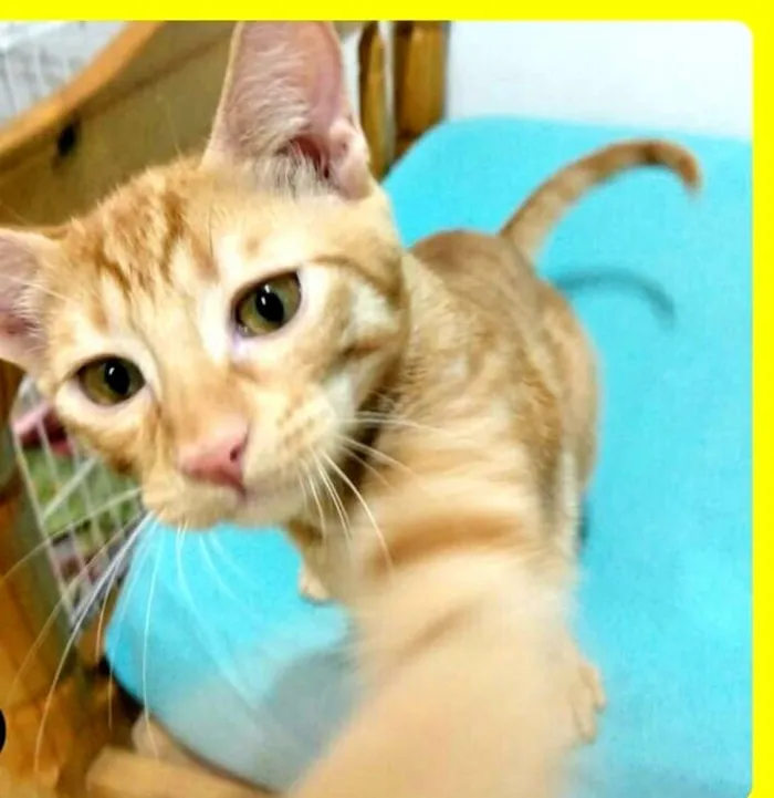 Gato ra a  idade 2 a 6 meses nome Luizinho e Huguinho 