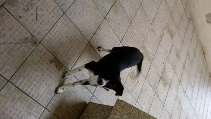 Cachorro ra a não sei idade 7 a 11 meses nome Princesa