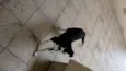 Princesa
