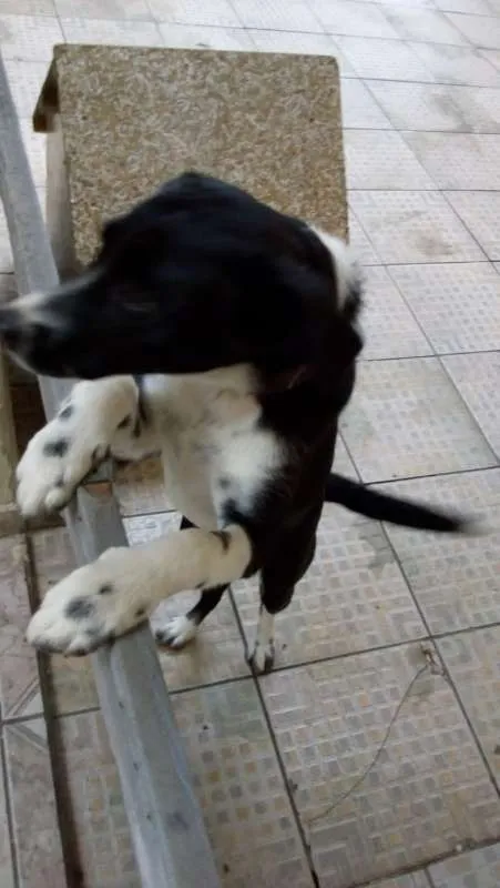 Cachorro ra a não sei idade 7 a 11 meses nome Princesa