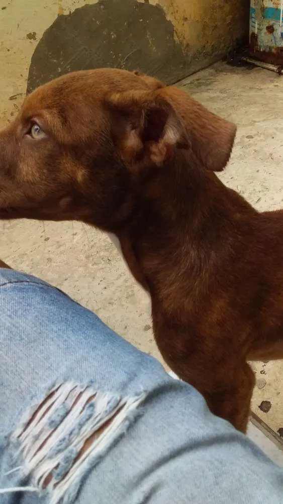 Cachorro raça Pitbull/vira lata idade 2 a 6 meses nome Brutos