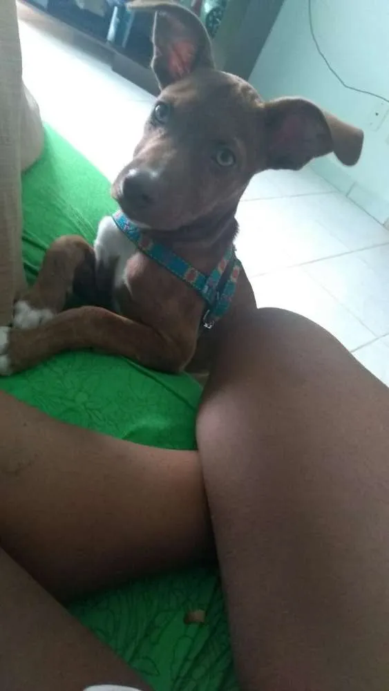 Cachorro raça Pitbull/vira lata idade 2 a 6 meses nome Brutos