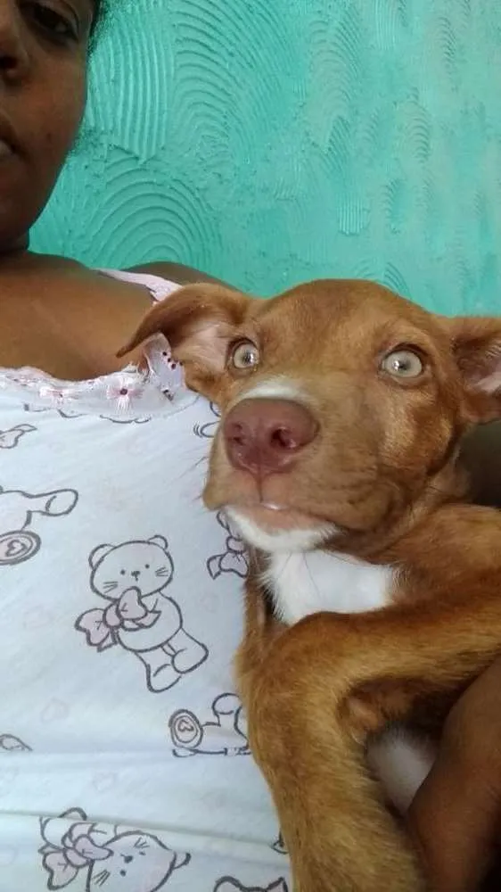 Cachorro raça Pitbull/vira lata idade 2 a 6 meses nome Brutos