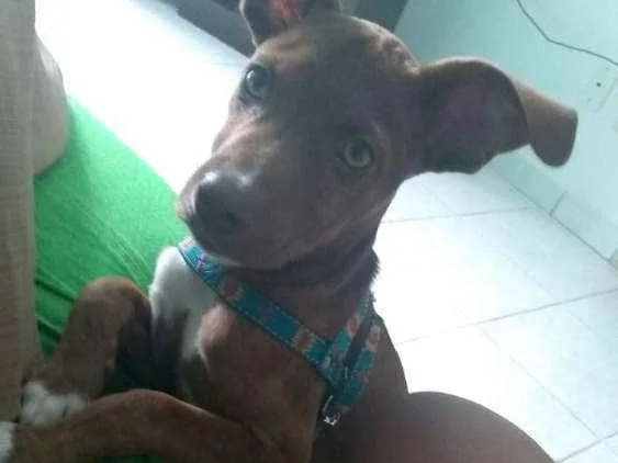 Cachorro raça Pitbull/vira lata idade 2 a 6 meses nome Brutos