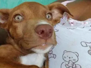 Cachorro raça Pitbull/vira lata idade 2 a 6 meses nome Brutos