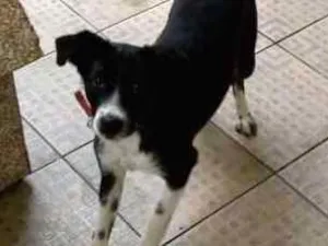 Cachorro raça não sei idade 7 a 11 meses nome Princesa