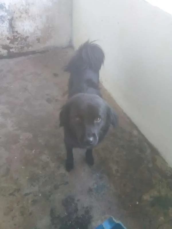 Cachorro ra a SRD idade  nome DOMENICO