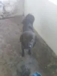 DOMENICO