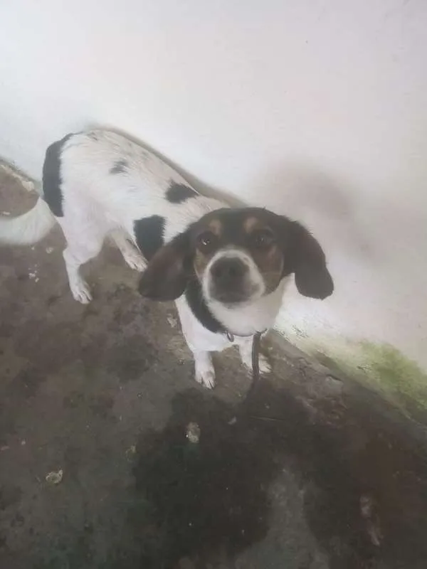 Cachorro ra a SRD idade  nome MILI