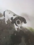 MILI