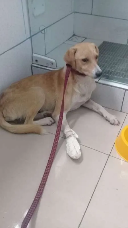 Cachorro ra a SRD idade 3 anos nome TOM
