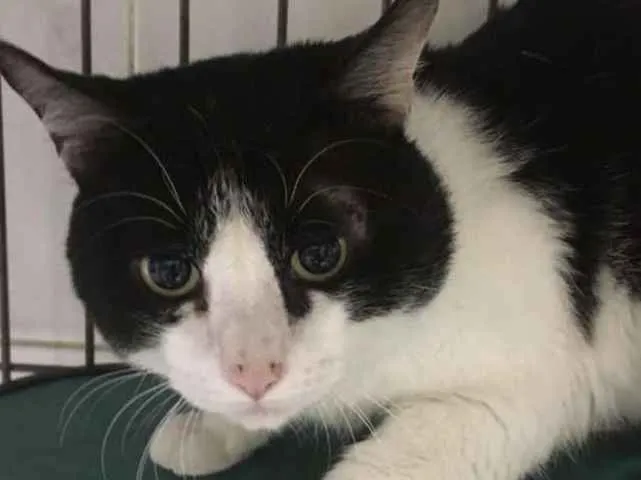 Gato ra a SRD idade 7 a 11 meses nome Frajola