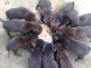 Cachorro raça Rottweiler+ Pointer inglês idade Abaixo de 2 meses nome Adoção<3
